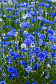 Cornflowers Bachelor Buttons Fast Growing Flowers Flower Seeds Growing Flowers