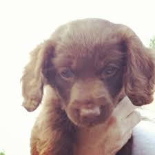 Boykin spaniel puppies for sale in georgia. Home