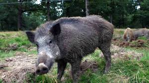 Action de chasse grands gibiers sangliers / chevreuils dép. Liniers Le Sanglier Poursuivi Par Des Chasseurs Jusque Devant L Ecole Maternelle