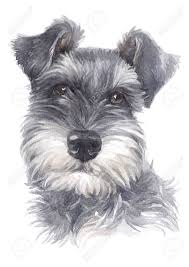Adtzyld curling iron curling wand, mini hair curler for short long hair crimper 9mm ceramic barrel tight curls lcd temperature display (0.35 inches). Water Colour Painting Of Miniature Schnauzer Stock Photo Picture And Royalty Free Image Image 134839552