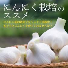 にんにく栽培のすすめ 株式会社サンフレッシュ