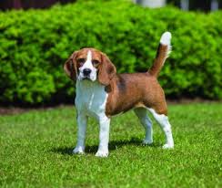 Gorgeous 8 month male beagle puppy! Beagle Dog Breed Profile Petfinder