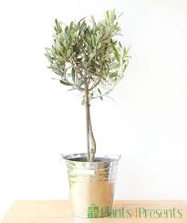 Check spelling or type a new query. Olive Tree Grow Your Own Olives Plant Gifts Delivered Next Day