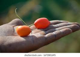 Image result for Trochomeria