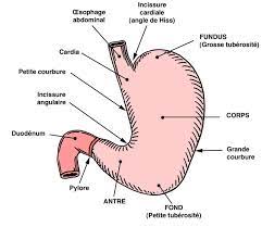 Le diagnostic est confirmé par une fibroscopie oesogastrique qui montre les lésions, en trouve parfois la cause et permet de pratiquer des biopsies. Le Reflux Gastrooesophagien Et La Bouche Rgo Conseil Dentaire Dr Hauteville