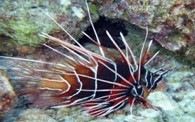 We did not find results for: Jenis Ikan Hias Air Laut Penyebara Alat Penangkapnnya