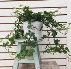Hedera helix, the common ivy, english ivy, european ivy, or just ivy, is a species of flowering plant of the ivy genus in the family araliaceae, native to most of europe and western asia. Hedera Helix Or English Ivy Buy Indoor And Outdoor Plants Green Souq Uae