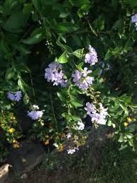 There are various types of flowering plants, here are some hints on guessing some of the. Sky Flower Duranta Erecta This Is The Flowering Shrub Called Sky Flower Duranta Erecta Known For Its Profuse Cluste Flowering Shrubs White Flowers Shrubs