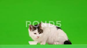 White Cat Drinking Milk On A Green Screen Stock Footage Ad Drinking Milk White Cat Cat Drinking White Cat Drink Milk