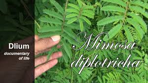 Image result for Mimosa diplotricha