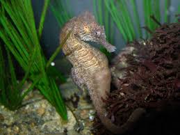 While many male animals simply deposit their. Seahorses The Super Dads Of The Sea Seacoast Science Center