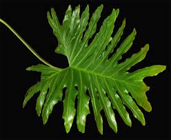 If your plant has any of the following elephant ear disease symptoms, you may have a diseased colocasia. Philodendron Bipinnatifidum Schott Ex Endl Philodendron Bipinnatifidum Does Climb Trees Philodendron Selloum Exotic Rainforest Rare Tropical Plants