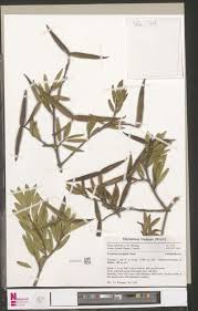 Image result for Rytigynia monantha
