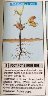 Unlike most beans, fava beans prefer cool weather and are best planted in early spring as soon as the soil can be worked. Broad Bean Plants Gone Black The Grapevine