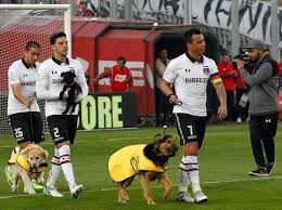 La uc vence a colo colo y se transforma en el m�s ganador del duelo de campeones. Chilean Team Colo Colo Use Rescue Dogs As Mascots In Hope To Find Them A New Home The Independent The Independent