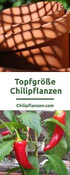 Chili Pflanzen Topfgrosse Chilipflanzen Com Chili Pflanzen Chili Anbauen Chilli Pflanzen