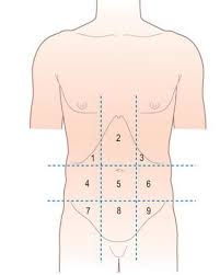 We did not find results for: 3 Nine Regions Of The Abdomen 1 And 3 Right And Left Hypochondrium Download Scientific Diagram