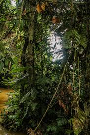 Image result for Lomariopsis hederacea