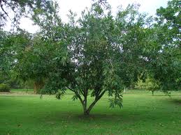 Image result for Syzygium jambos