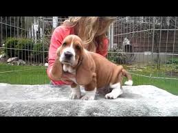 Find expert advice along with how to videos and articles, including instructions on how to. Gracies 7 Wk European Basset Hound Puppies Youtube Basset Hound Puppy Basset Hound Hound Puppies