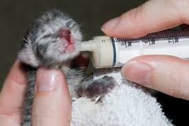 All is going well except that the two male kittens will not eat off a plate or bowl. Hand Rearing Kittens International Cat Care