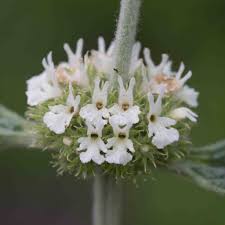 Image result for Lamiaceae