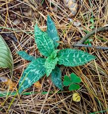 Image result for Goodyera