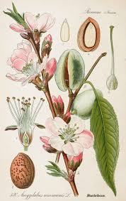 Almond Antique Botanical Illustration From Flora Of Germany Circa 1903 Illustration Cizimler Cizim