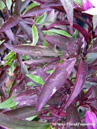 Image result for Barleria obtusa