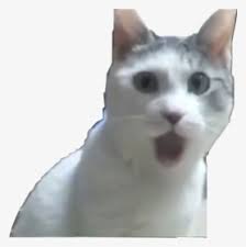 12 on mtv's list of 50 things pop culture had us giving thanks for in 2013. Cat Meme Png Images Free Transparent Cat Meme Download Kindpng