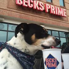 Thanks to paws on patios, an organization started in 2010 that made it possible for houston restaurants to get permitting from the city. Pet Friendly Restaurants Cafes In Houston Texas Accepting Dogs Cats And Other Pets