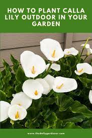 Learn how to care for calla lilies, get growing advice and discover tips for including them in your garden design by tovah martin; How To Plant Calla Lily Outdoor In Your Garden Tricks To Care
