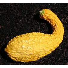 Kalebas Pompoen Siervruchten Om Zelf Te Kweken