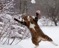 We know you won't be smoking around your cat (it's bad for them), but you can certainly give them a name that calls up the color gray. Winter Cat Names Cute Animal Names