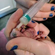 Keza Macdonald On Twitter What Do Baby Budgies Eat