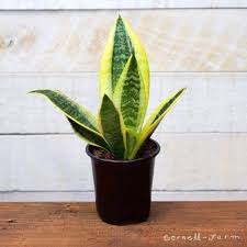 Image result for Sansevieria trifasciata