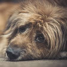 Image result for invalid dog wheelset