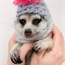 We did not find results for: A Meerkat And A Cat Became Bffs On Day One And Together They Conquered The Hearts Of People On Instagram Bored Panda