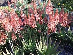 Image result for Aloe luapulana