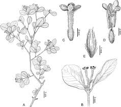 Image result for Octolepis decalepis