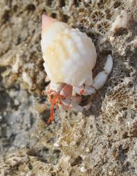 Image result for Crabbea nana