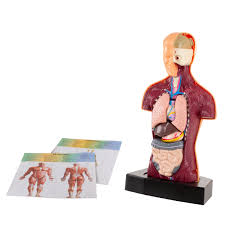 The torso holds the body's major internal organs except for the brain. Anatomy Model Human Body Torso With Removable Organs By Hey Play Walmart Com Walmart Com