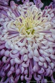 Chyrsanthemums At Longwood Gardens Beautiful Flowers Pictures Flower Lover Longwood Gardens