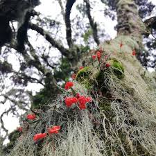 Image result for Diaphananthe fragrantissima