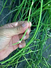 Image result for Cynanchum viminale