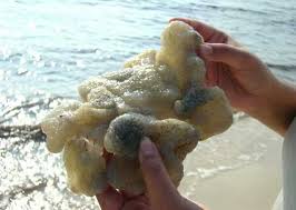 Terpisah, syamsul bahri nasution pedagang ikan di tangkahan nelayan jalan young panah hijau lingkungan 7. Naga Biru Hingga Batu Bercahaya Berikut Benda Paling Aneh Yang Pernah Ditemukan Di Pantai Jadikabar Com Semua Bisa Jadi Kabar