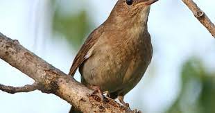 We did not find results for: Download Suara Burung Flamboyan Gacor Nyuling Mp3