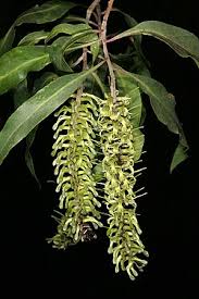 Image result for Faurea rochetiana
