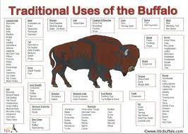 Traditional Uses Of The Buffalo Amerindien Histoire Des Indiens D Amerique Bison