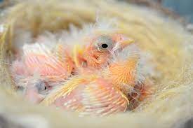 Finch Chick Rearing Finch Breeding Finches And Canaries Guide